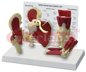 Mini-Muscled Joint Set